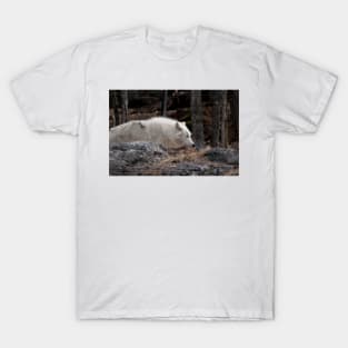 Arctic Wolf T-Shirt